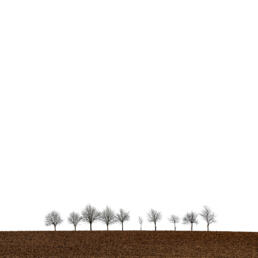 Ten Trees by Christophe Vogels, a freelance creative and visual artist based in Brussels (Belgium)